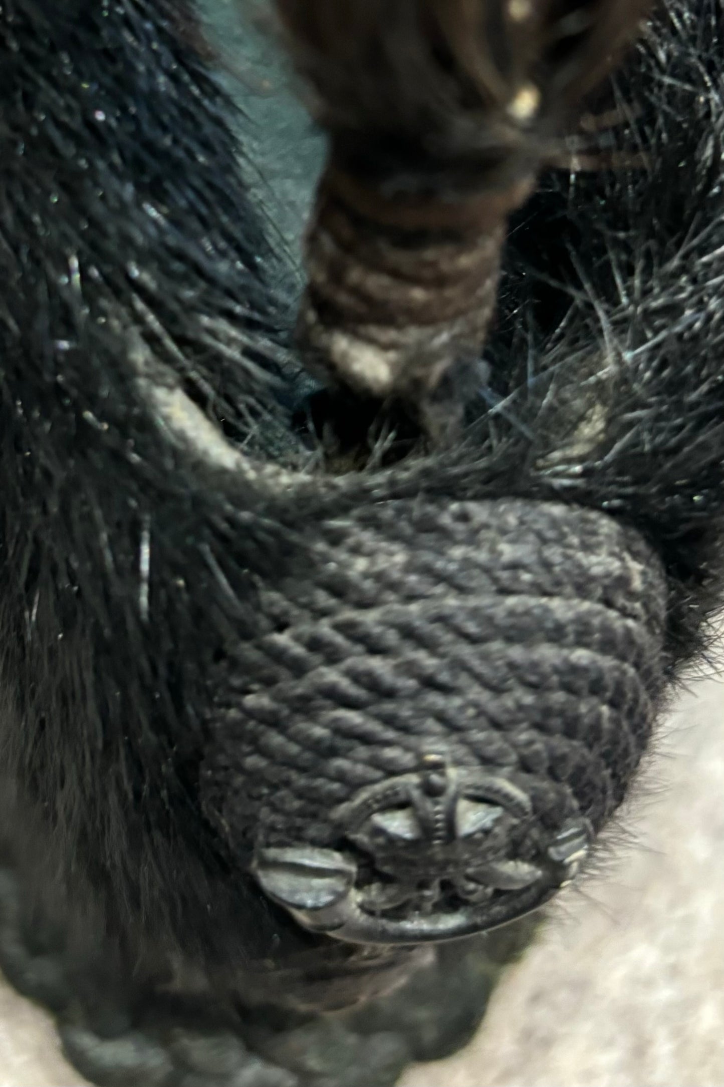 SOLD! Pre-WW1 Buckinghamshire Battalion (Ox and Bucks Light Infantry) Sealskin OR’s Rifles Busby